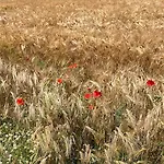 Zuid Limburg Josefien * Симпелвелд