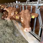 Zuid Limburg Josefien * Симпелвелд