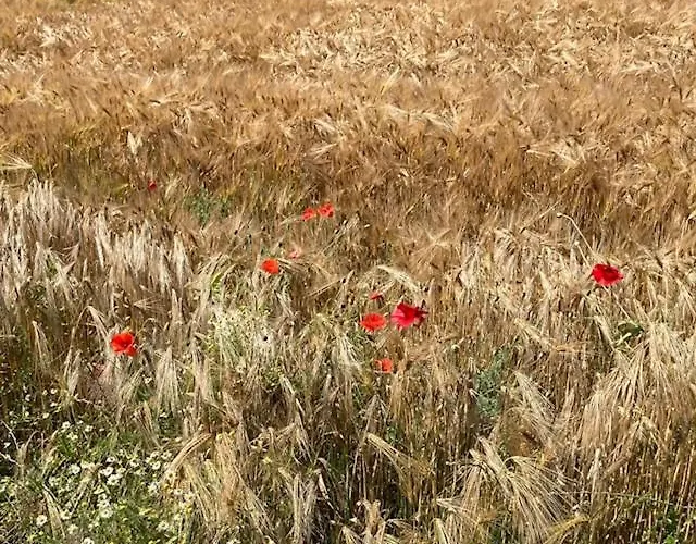 Zuid Limburg Josefien * 심펠벨트