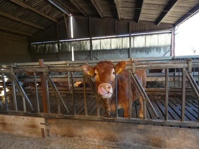 Nyaraló Zuid Limburg Josefien *